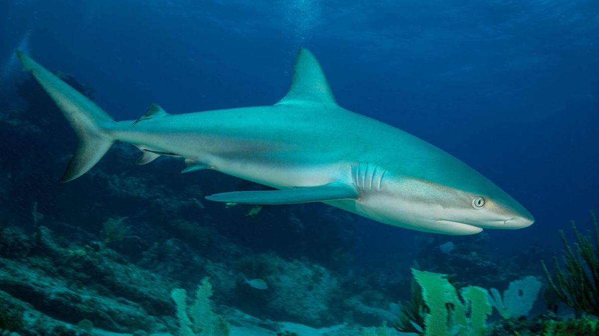 Lidi na Floridě vyděsil podrážděný žralok směřující k pláži